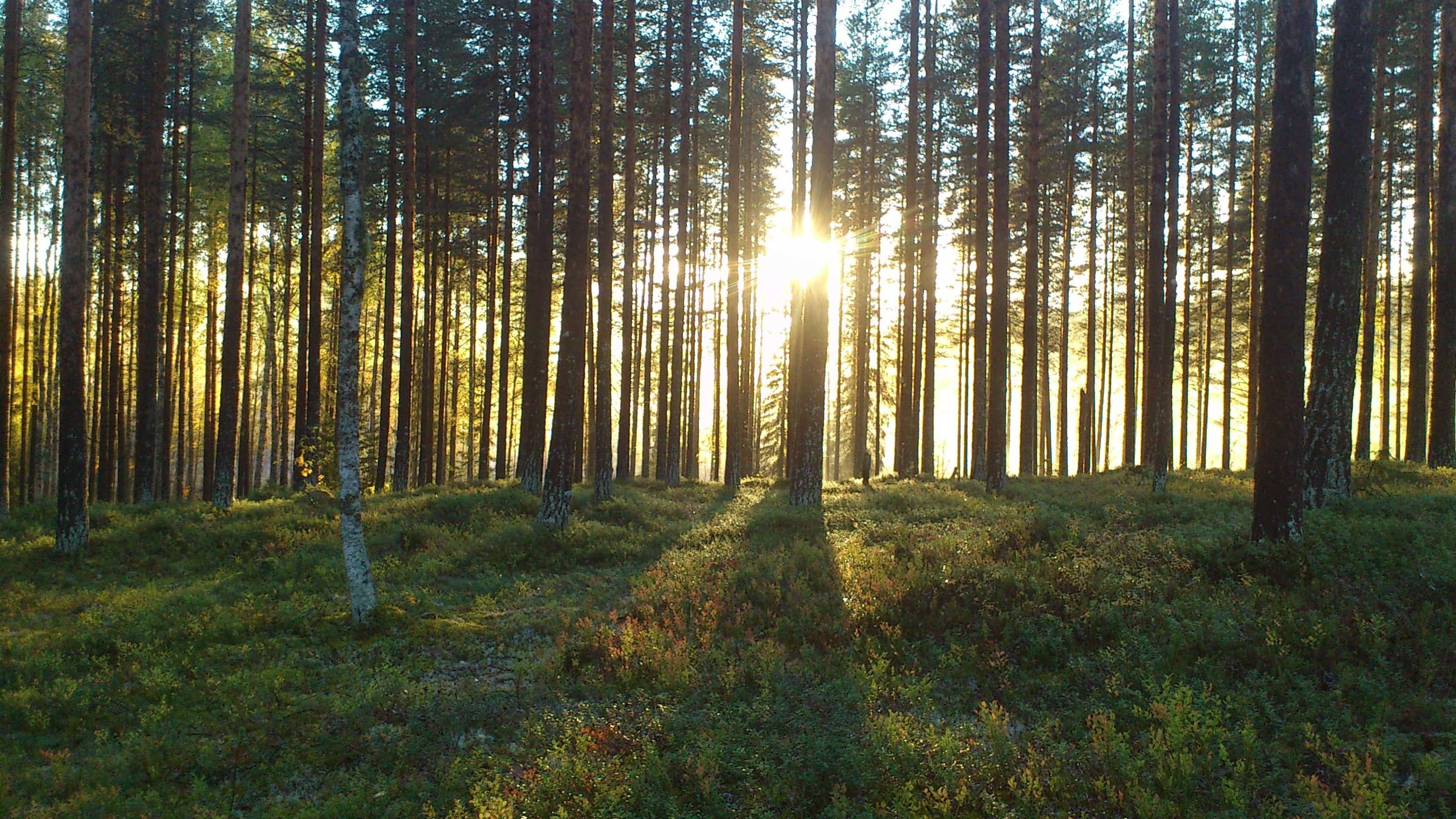 Корабельные сосны лес