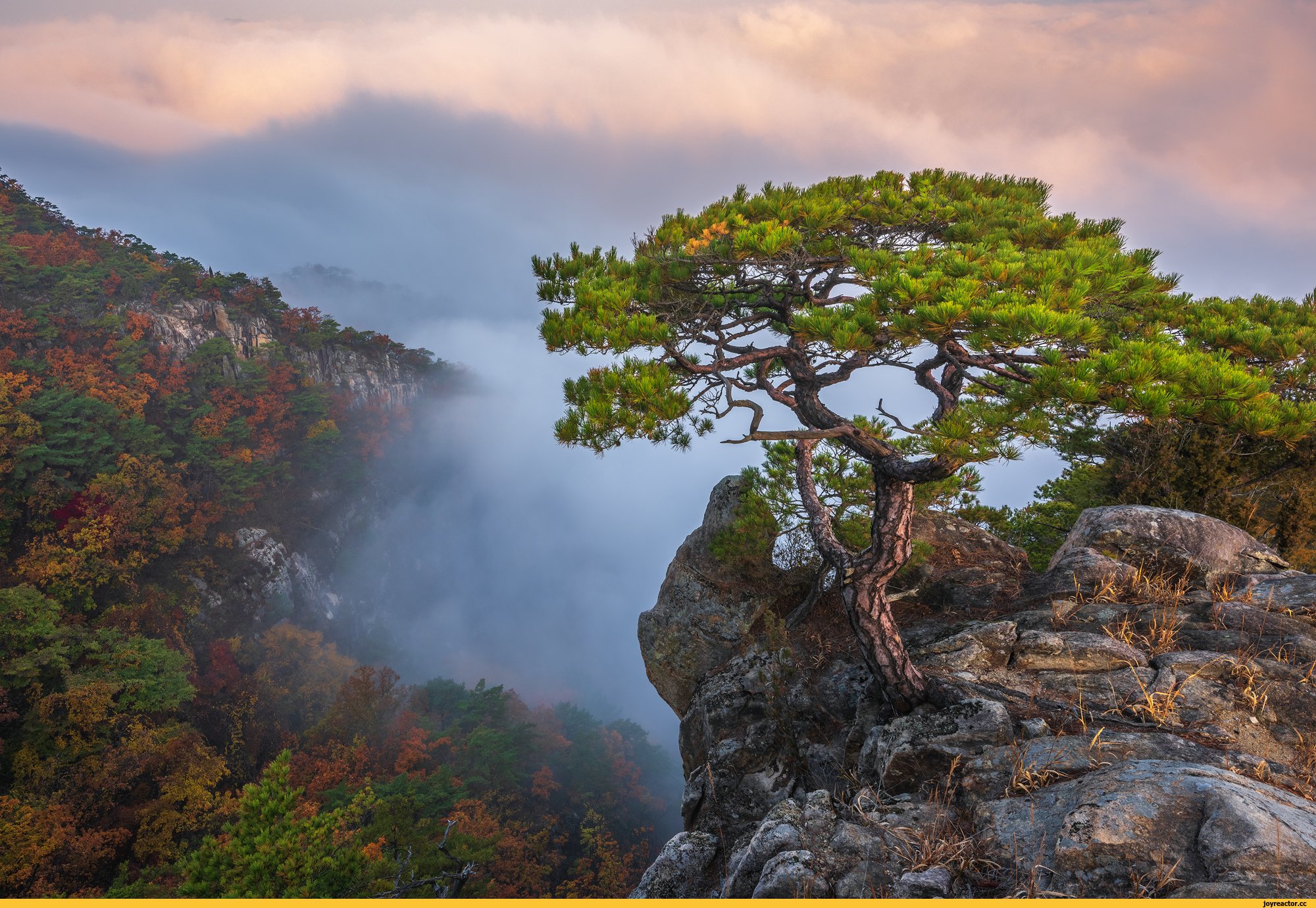 Чинара на скале. Корейская сосна Южной Кореи. Дерево элгарио Южная Корея. Сычуаньская сосна. Сычуаньская сосна Китай.