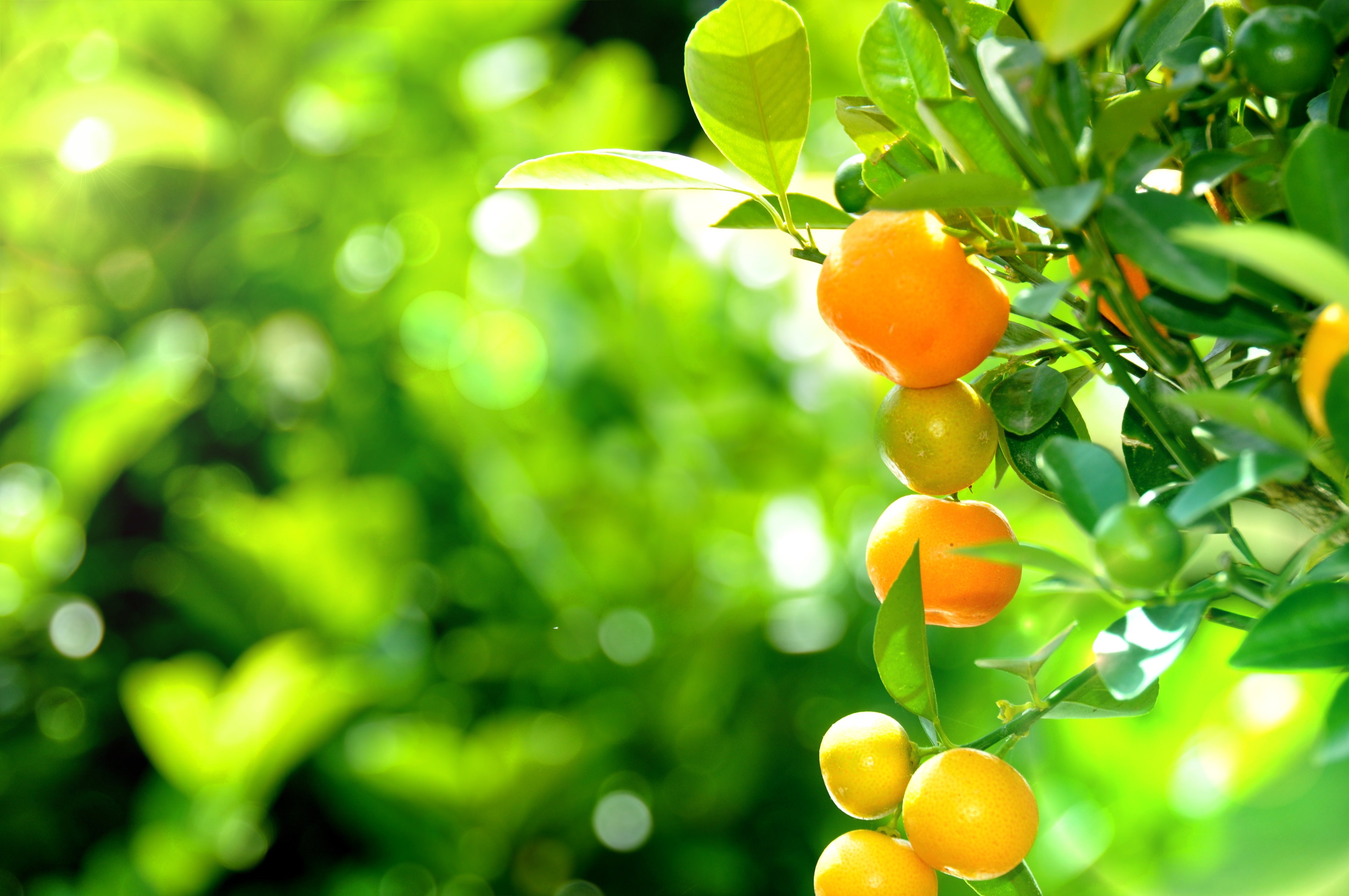 На дереве висят мандарины. Цитрусовые плантации Португалии. Цитрус лимон дерево. Цитрус (Citrus) – лимон дерево. Апельсин на ветке.