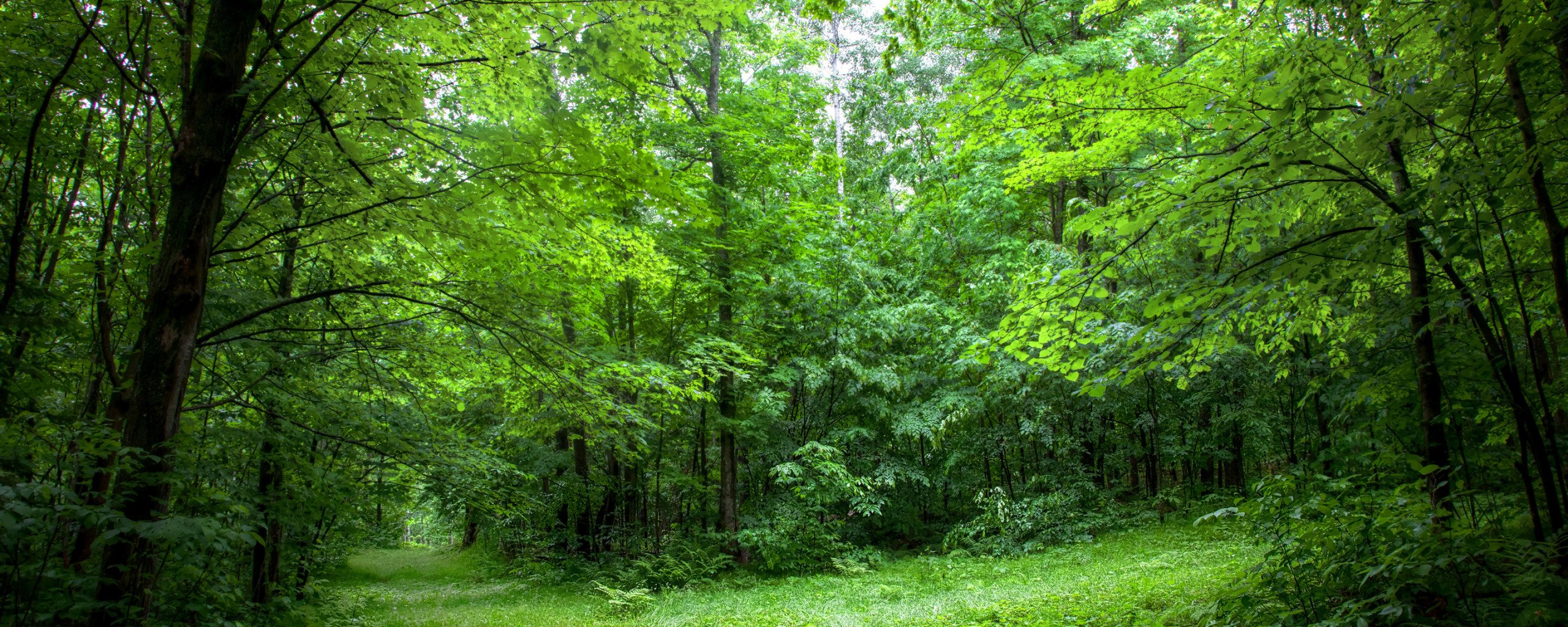 Вид средообразователь в лиственном лесу. Широколиственный лес. Дубовый лес. Прекрасный лес. Фото леса летом.