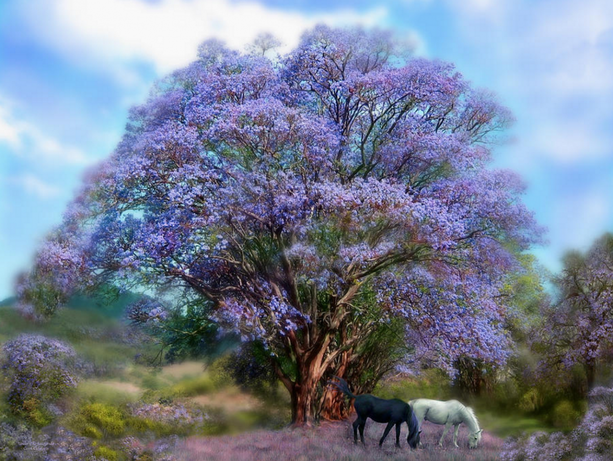Сон красивые деревья. Фиалковое дерево жакаранда. Живопись Кэрол Каваларис - сирень. Жакаранда куст. Джакаранда картины.