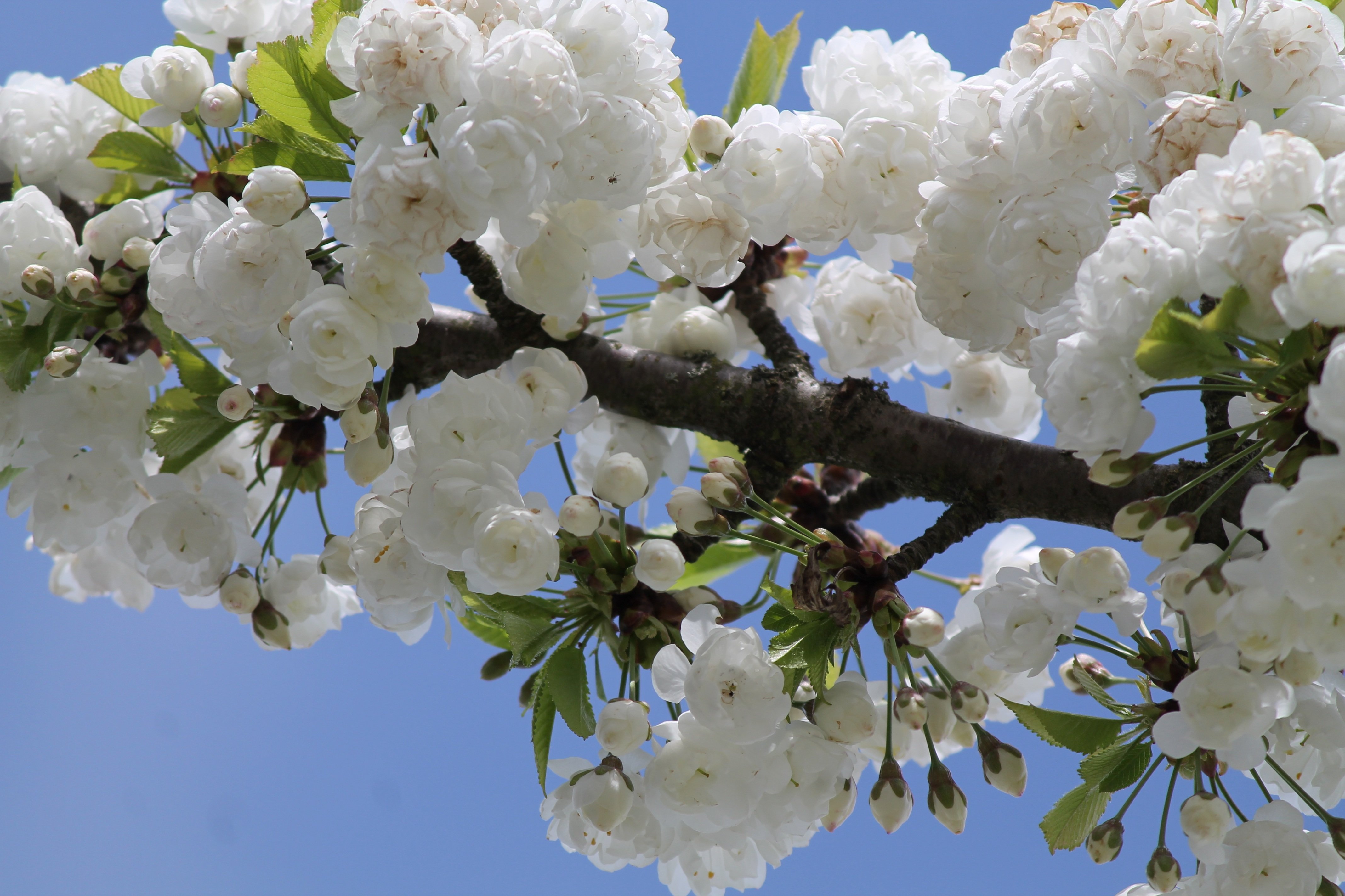 Какое дерево зацветает первым весной. Цветущая вишня дерево. Цветущая белая вишня дерево. Цветущая черешня. Вишня дерево цветение.