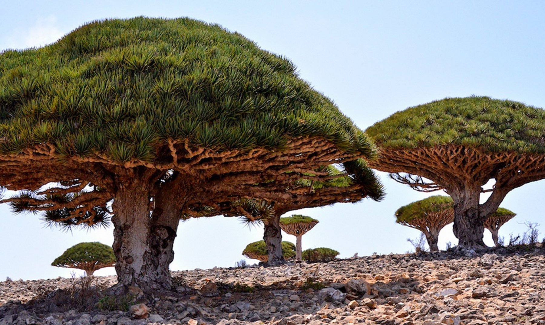 Драконовые деревья Йемена