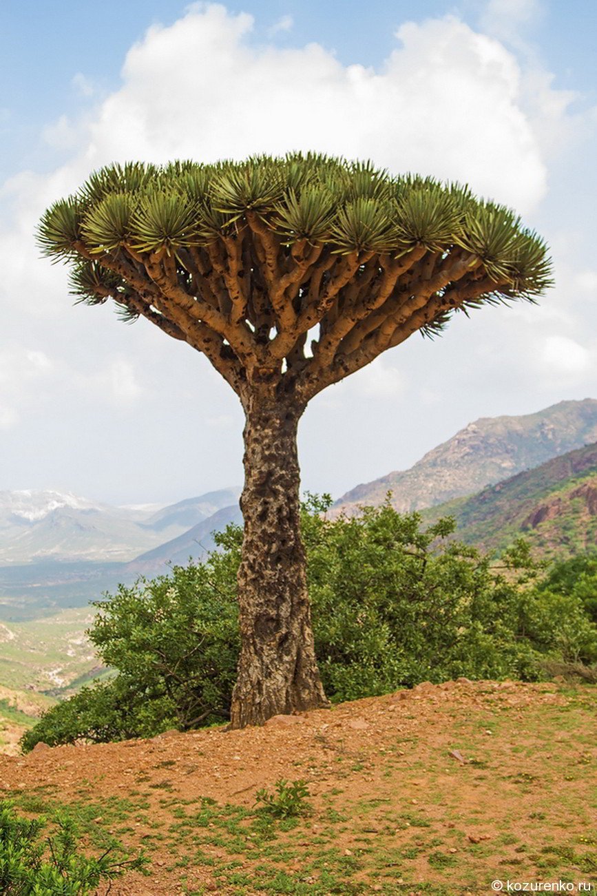 Базальтовое дерево