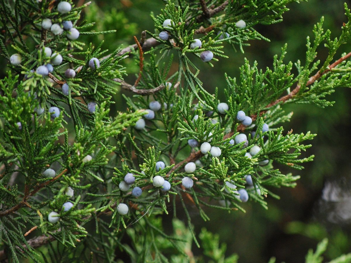 Дерево можжевельник. Можжевельник Боливар. Можжевельник Монтана. Juniperus virginiana 'Izabelin'. Можжевельник виргинский дерево.