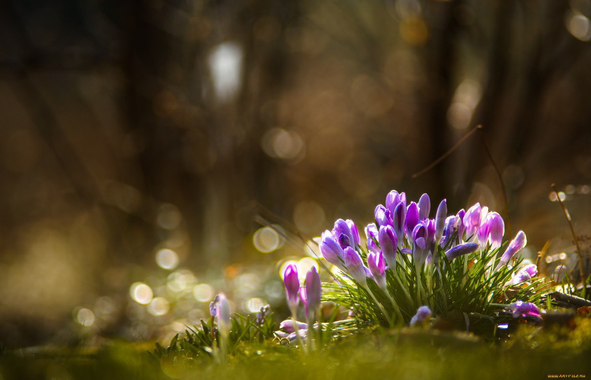 Фото весны на рабочий. Первоцветы крокусы. Крокус фиолетовый Лесной. Весенняя природа.
