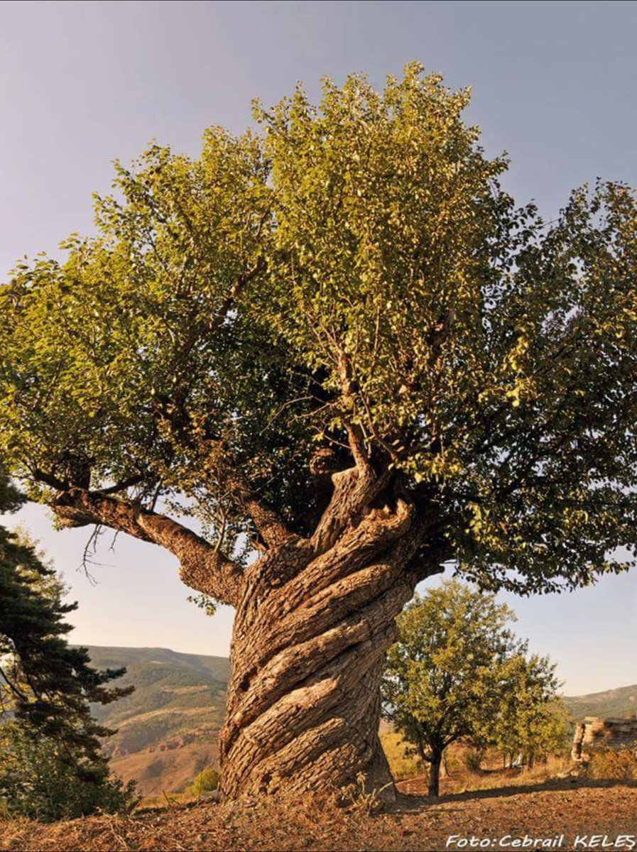 Горчичное дерево в Израиле