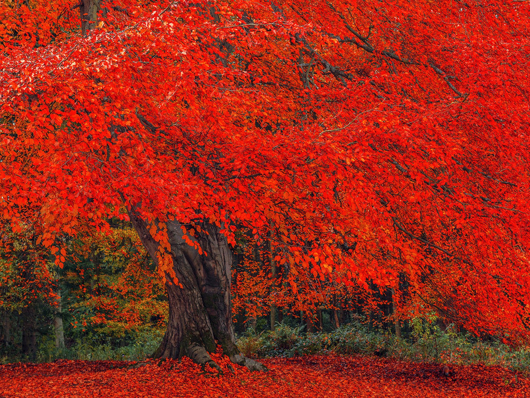 Мокрые леса загорались величественными багряными. Червоне дерево. Красная осень. Осеннее дерево. Красный цвет в природе.