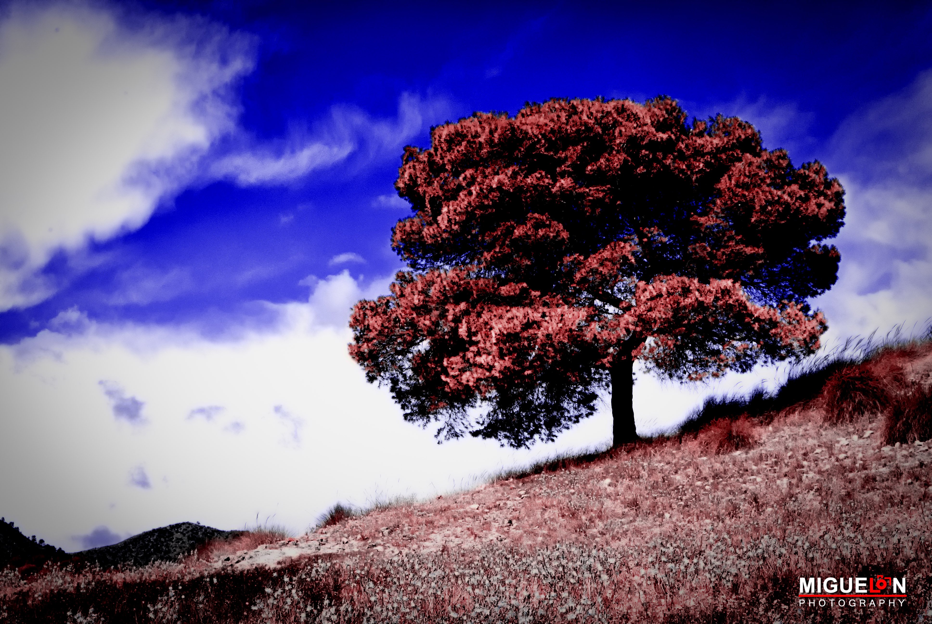 Красное дерево Боливия