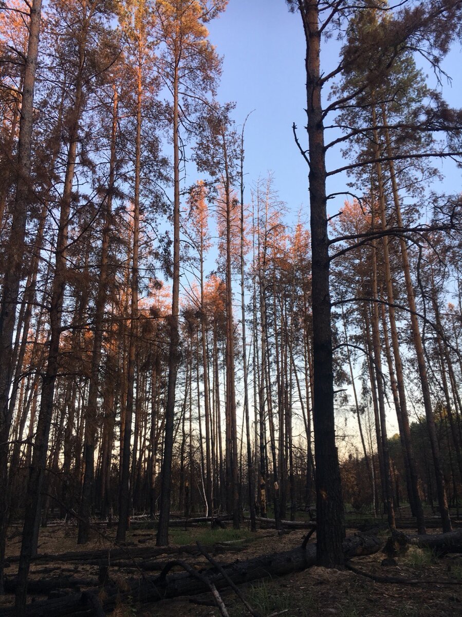 Бурый лес Чернобыль