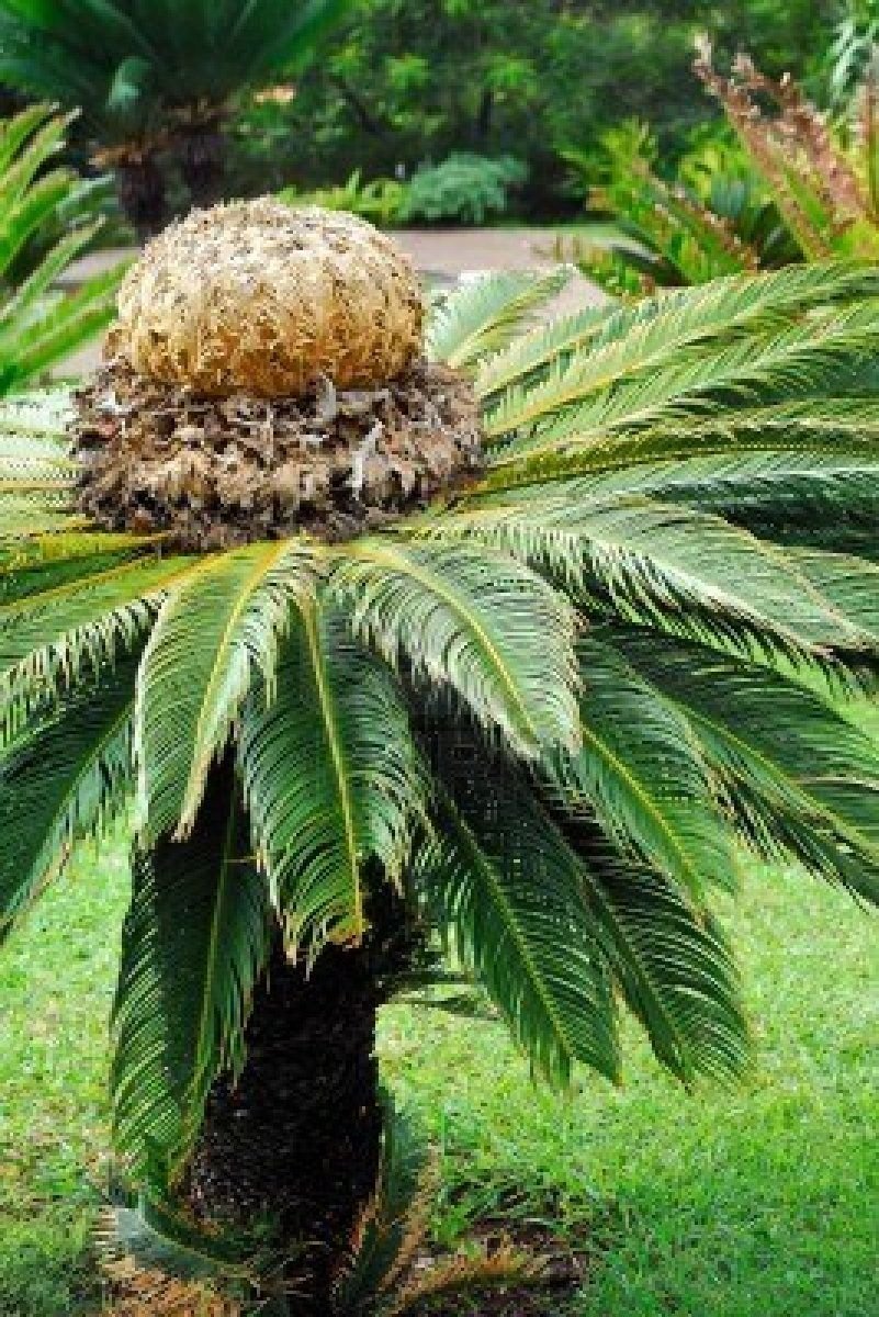 Пальмовые Однодольные растения