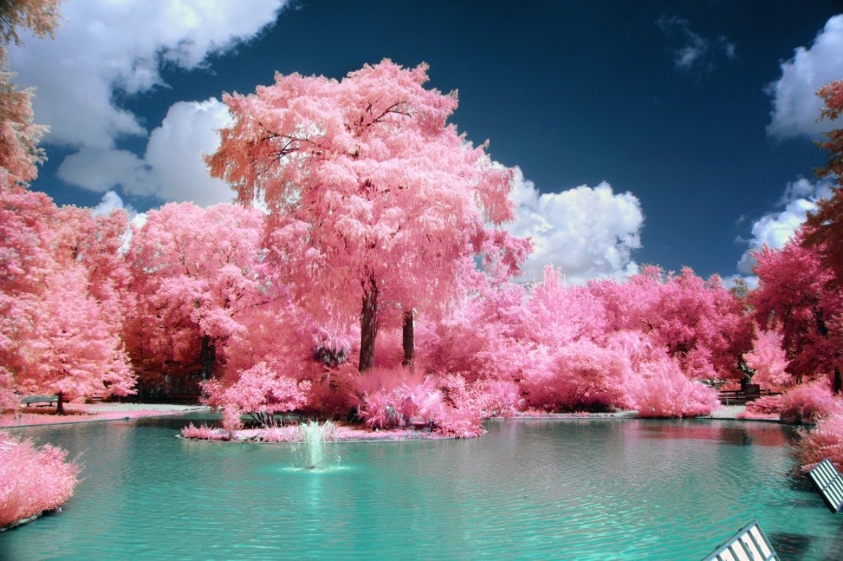 Сакура вода. Розовое дерево. Сакура дерево. Розовая природа. Японское дерево розовое.