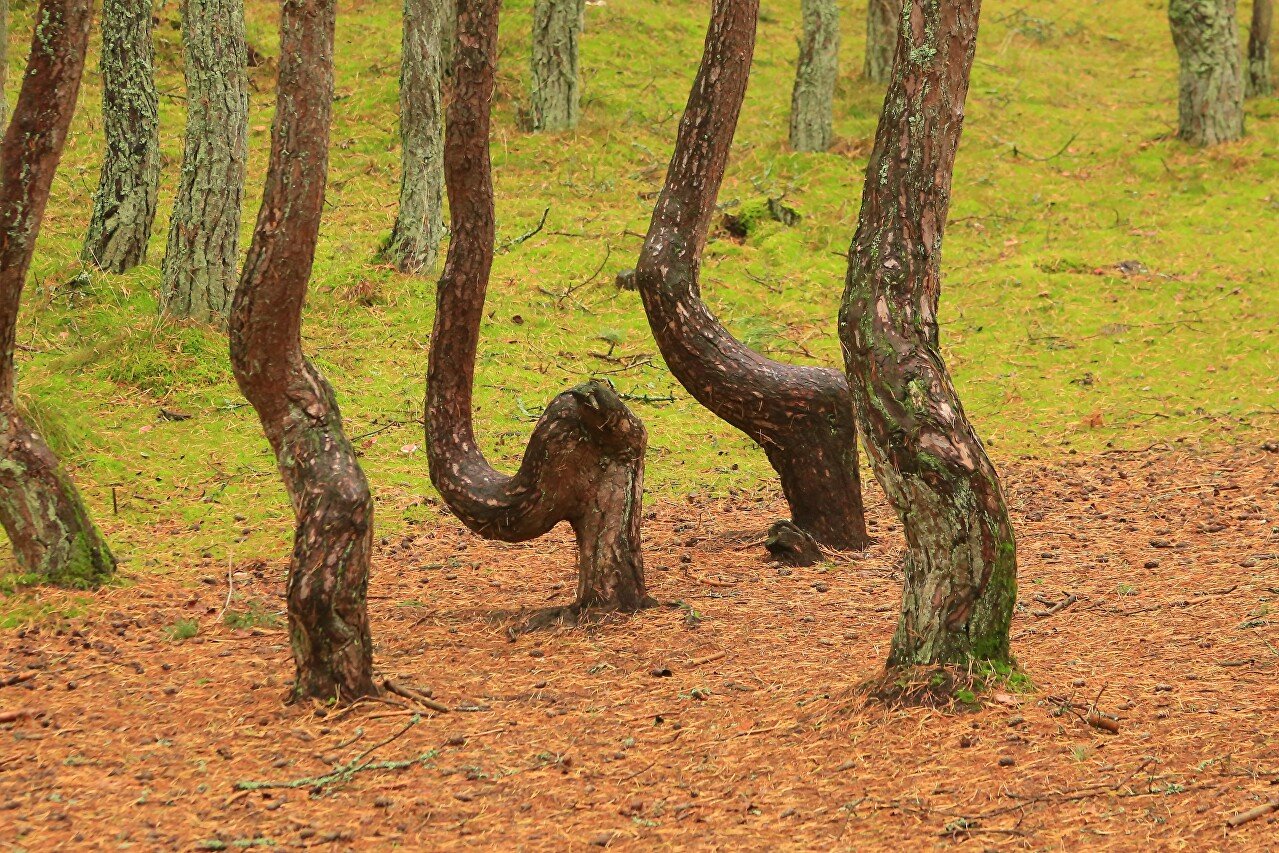 Пляшущий лес. Куршская коса Танцующий лес. Нерейский лес Куршская коса. Танцующий лес в Калининграде на Куршской косе.