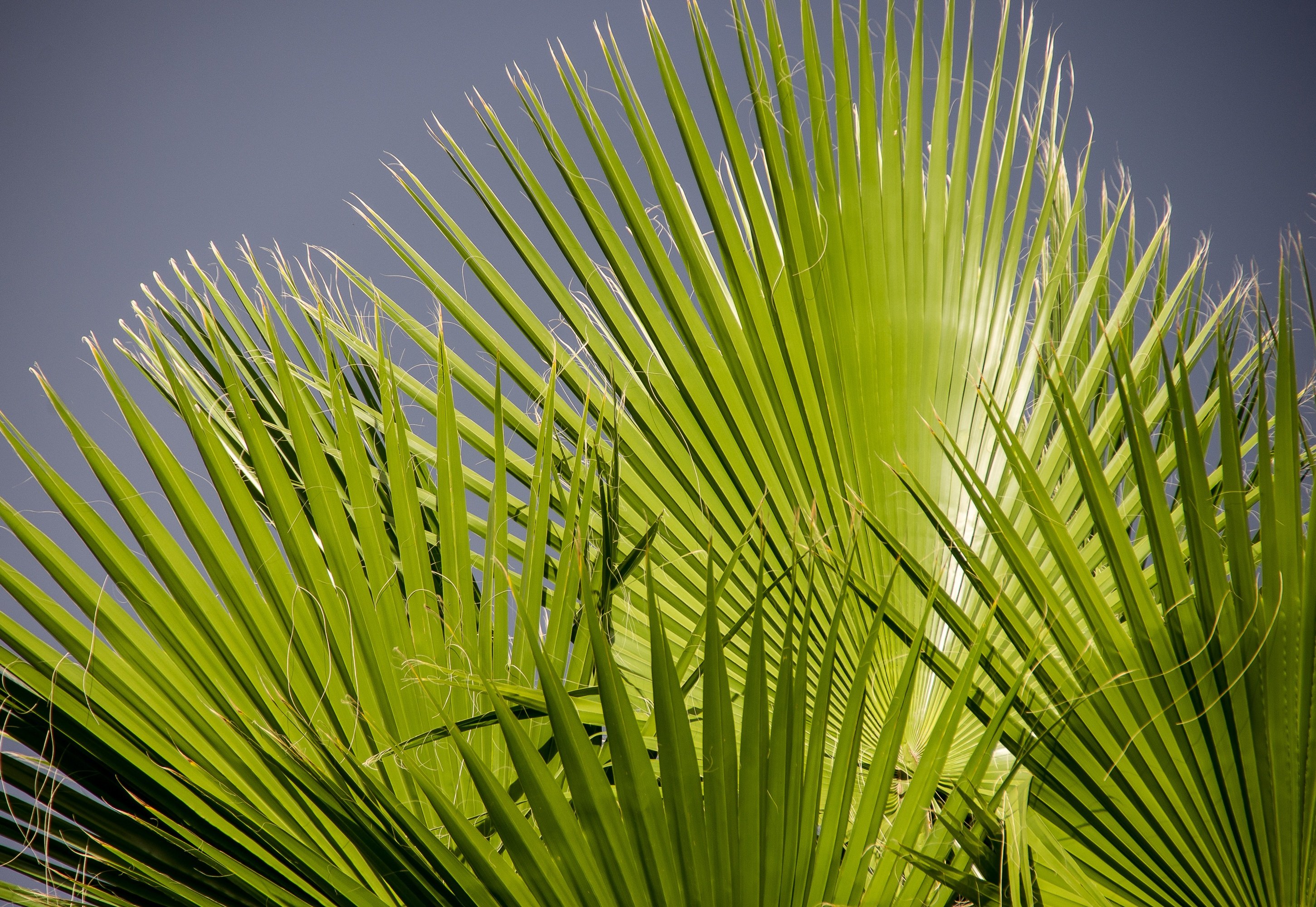 Tropical plant. Тропические листья. Экзотические листья. Пальма. Пальмовые листья.
