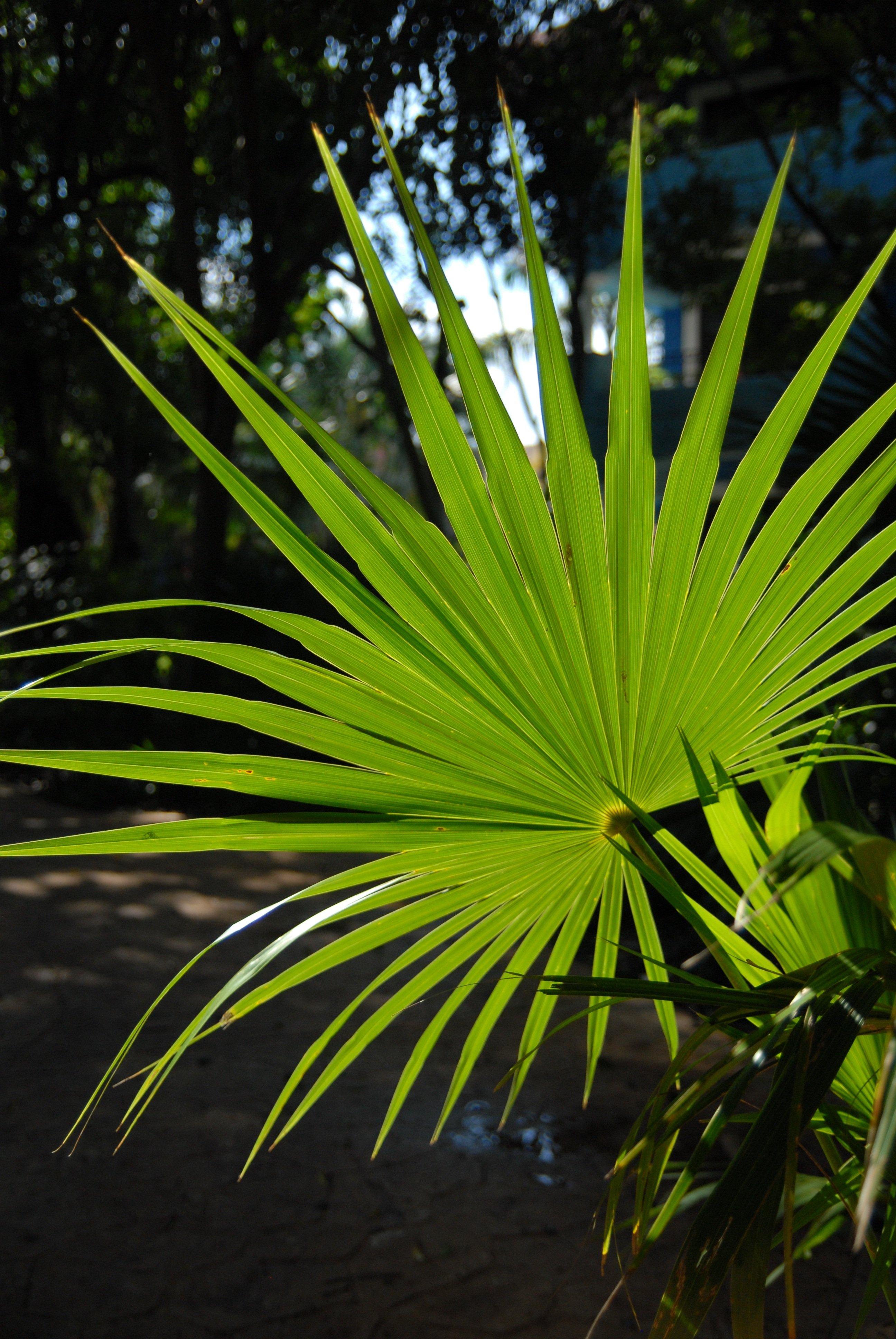 Tropical plant. Пальма сенореа. Пальма остролистная. Ливингстона Пальма. Тропическая Пальма с перистыми листьями.