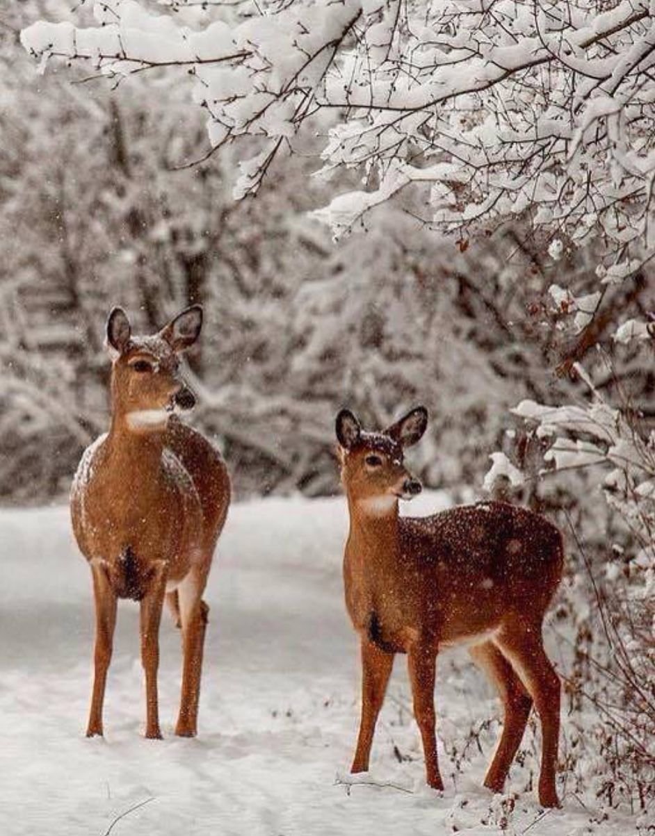 Животные зимой в лесу