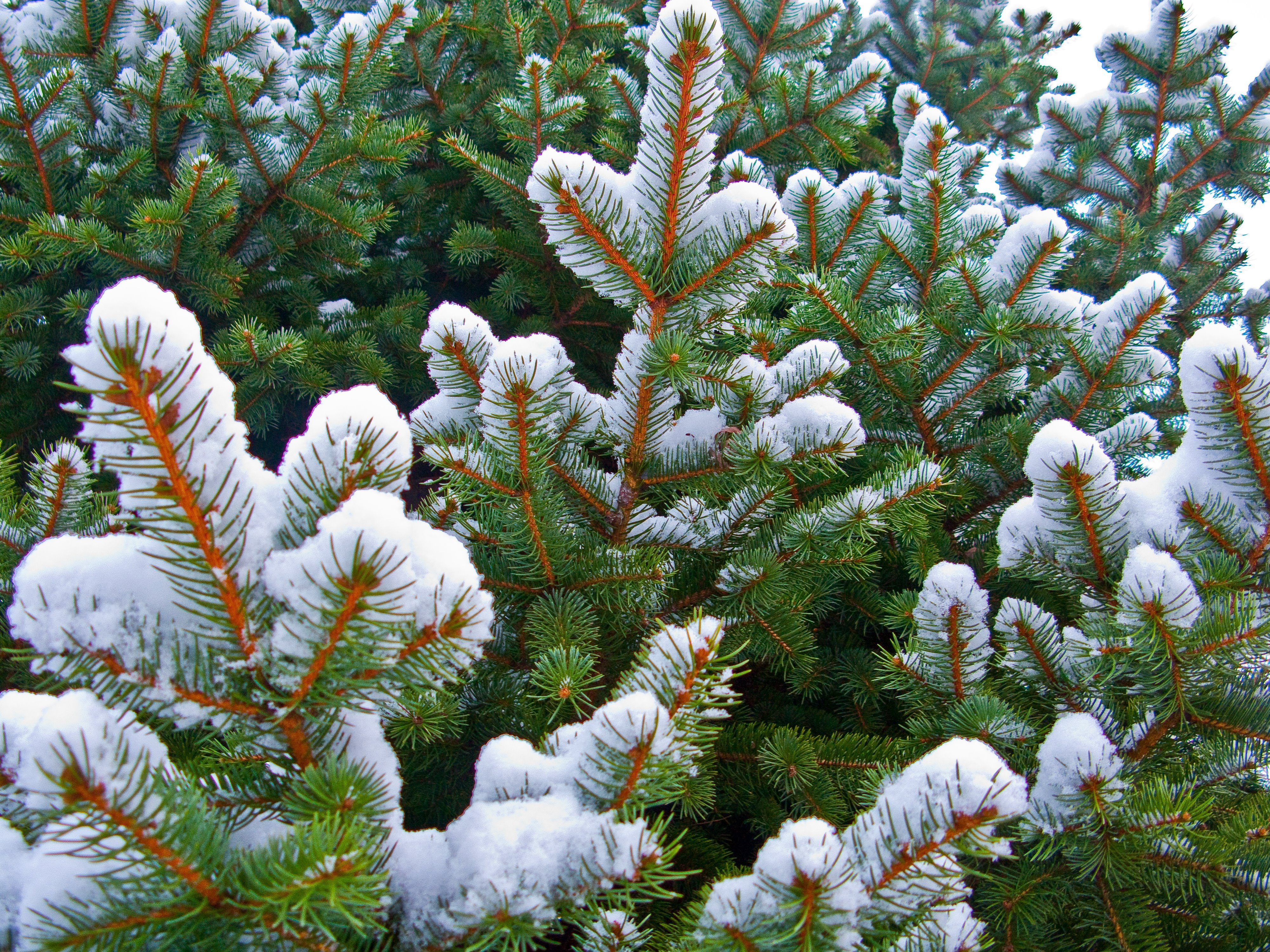 Зимние хвойные. Пихта Нобилис. Пихта белая 3-х летняя (White fir). Елочка в лесу. Ель в снегу.