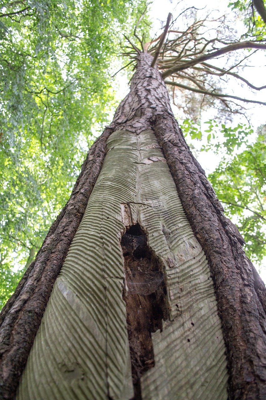 Дерево листопадное, с круглой формой в дикой природе