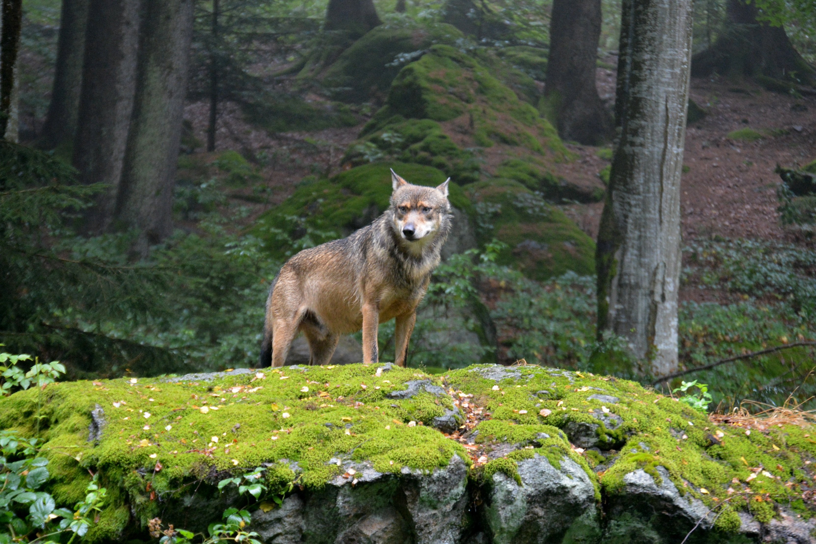 Дика карелия дика. Национальный парк баварский лес Германия. Животные в лесу. Волк. Звери леса.
