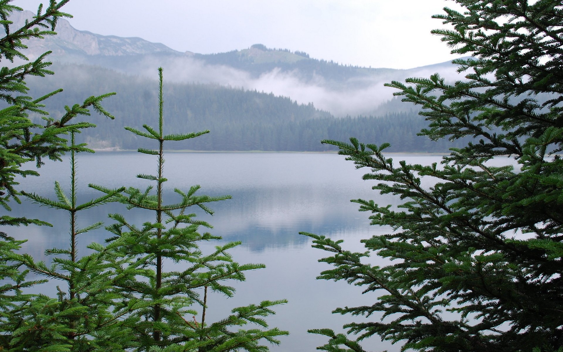 Хвойное озеро. Карельская ель. Тяньшанская ель. Ель у озера. Красивое озеро и ели.