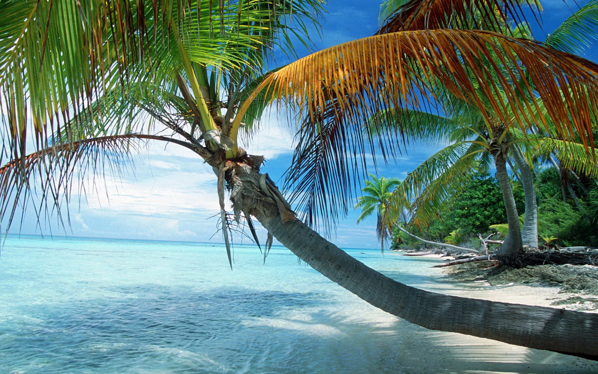 Море экзотика. Мальдивы Пальма Баунти. Кокосовые пальмы на Мальдивах. Пальма над водой. Пейзажи тропических островов.