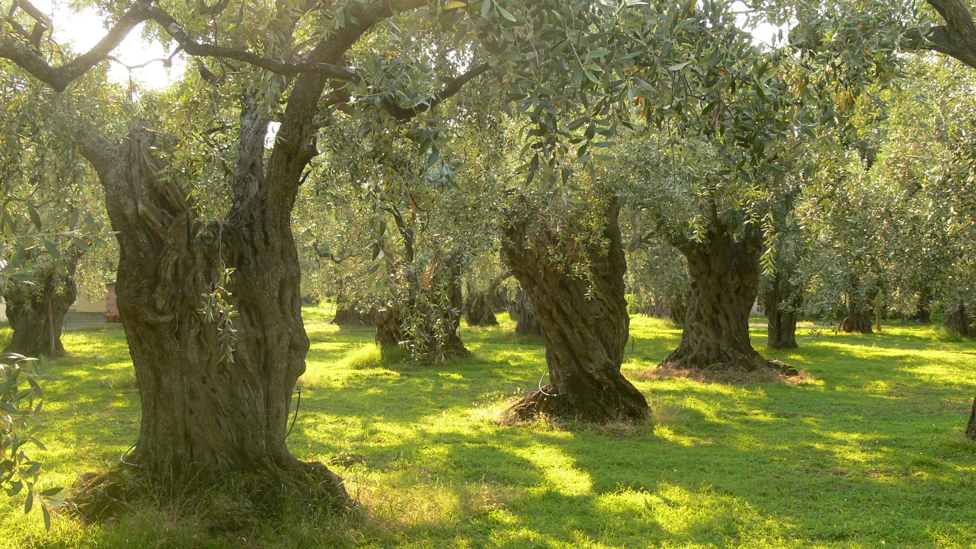 дерево маслина фото