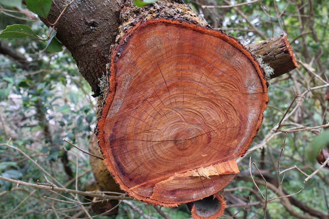 Болотный ясень древесина