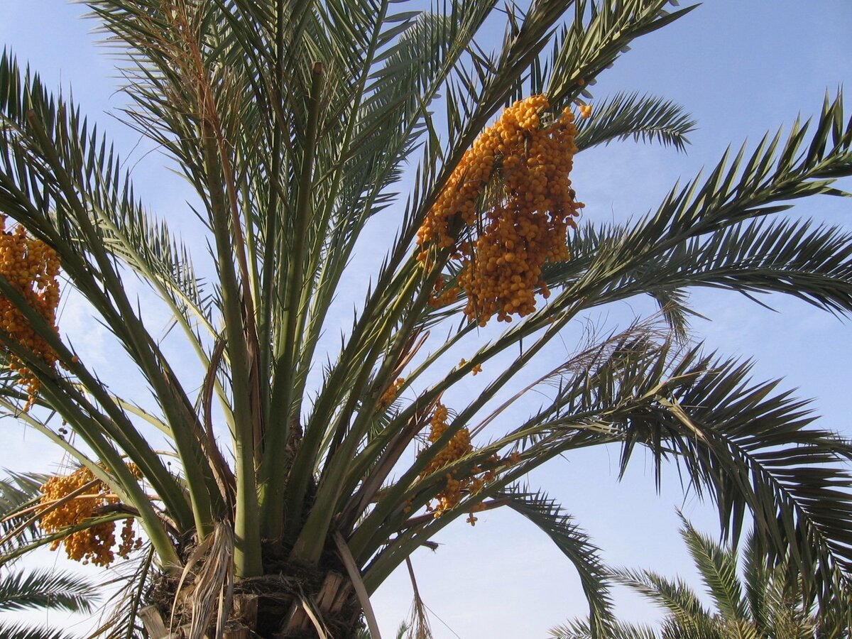 Финики в египте. Финиковые пальмы в Египте. Растения Египта финиковая Пальма. Финиковые пальмы Байсана. Финиковая Пальма в природе.