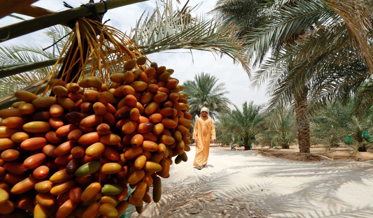 Саудовские финики. Финики на пальмах Тунис. Финиковые пальмы в Египте. Финиковая Пальма Дубай. Финиковая Пальма плантации.