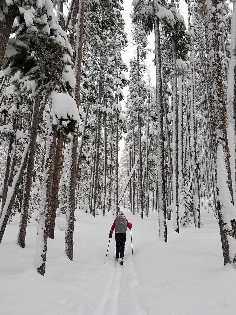 Фото лыжников в лесу