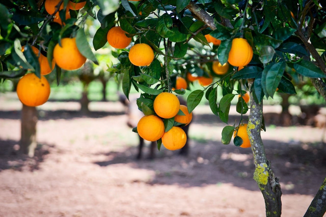 Мандарин род. Апельсиновые деревья Бразилии. Апельсиновая плантация Сицилия. Апельсиновые деревья плантация. Греция мандариновые деревья.