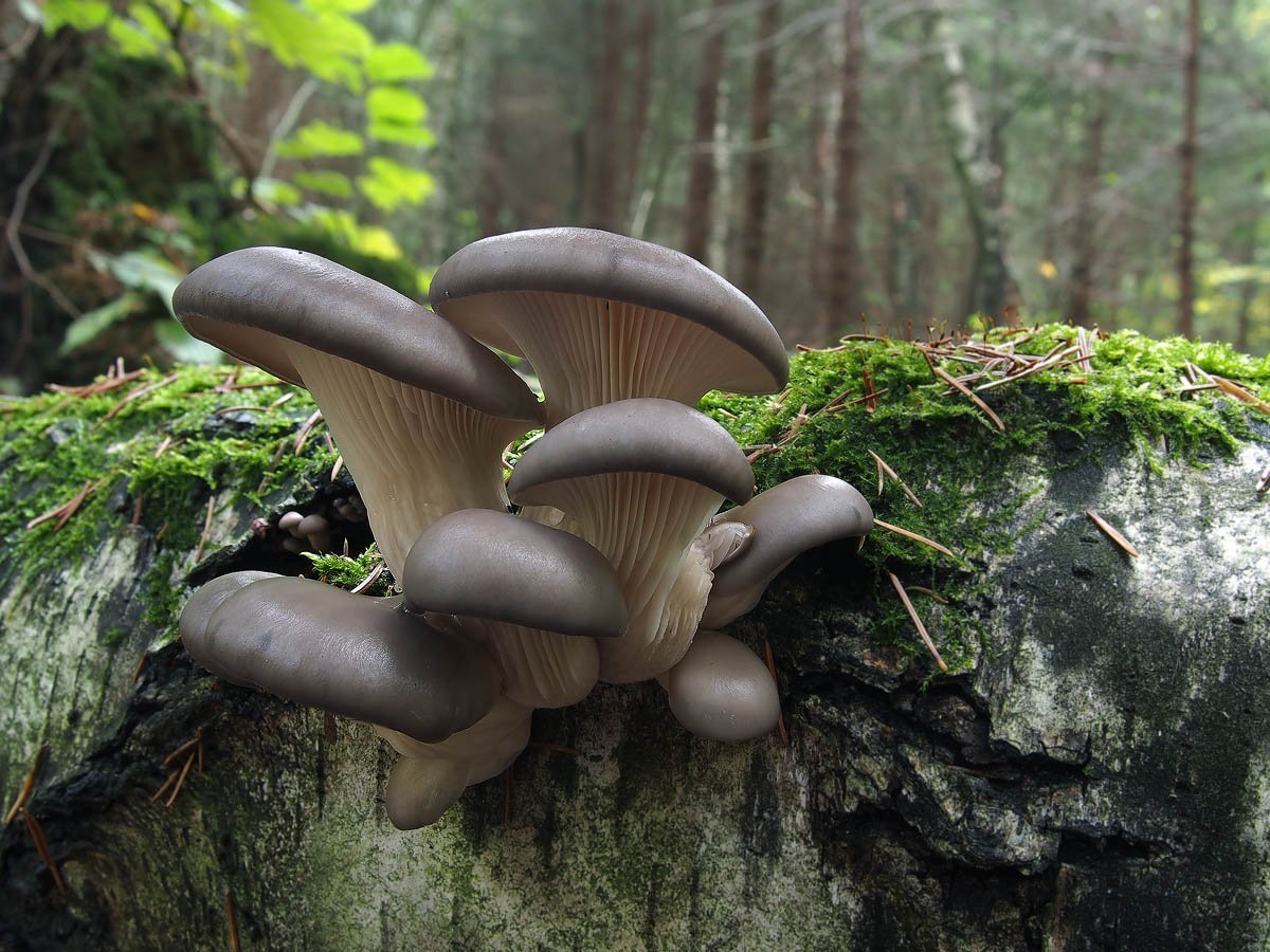 Вешенки в природе. Вешенка обыкновенная (Pleurotus ostreatus). Вешенка Pleurotus ostreatus. Вёшенка устричная (Pleurotus ostreatus). Вешенка рожковидная.