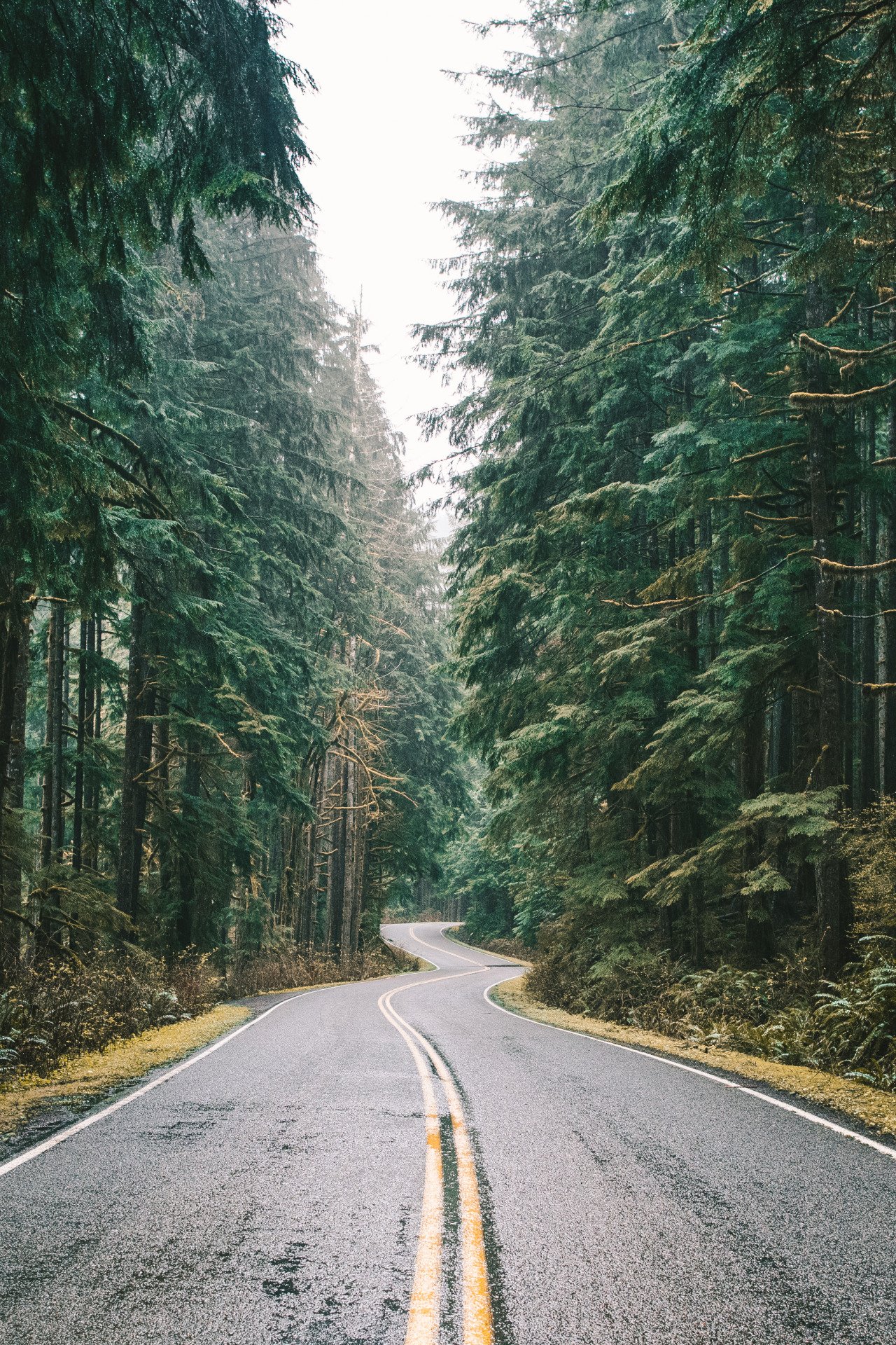 Дорога в красивом лесу. Вашингтон Форкс природа. Штат Вашингтон Форкс лето. Асфальтовая дорога лес Токсово. Форкс лес Сумерки Сумерки.