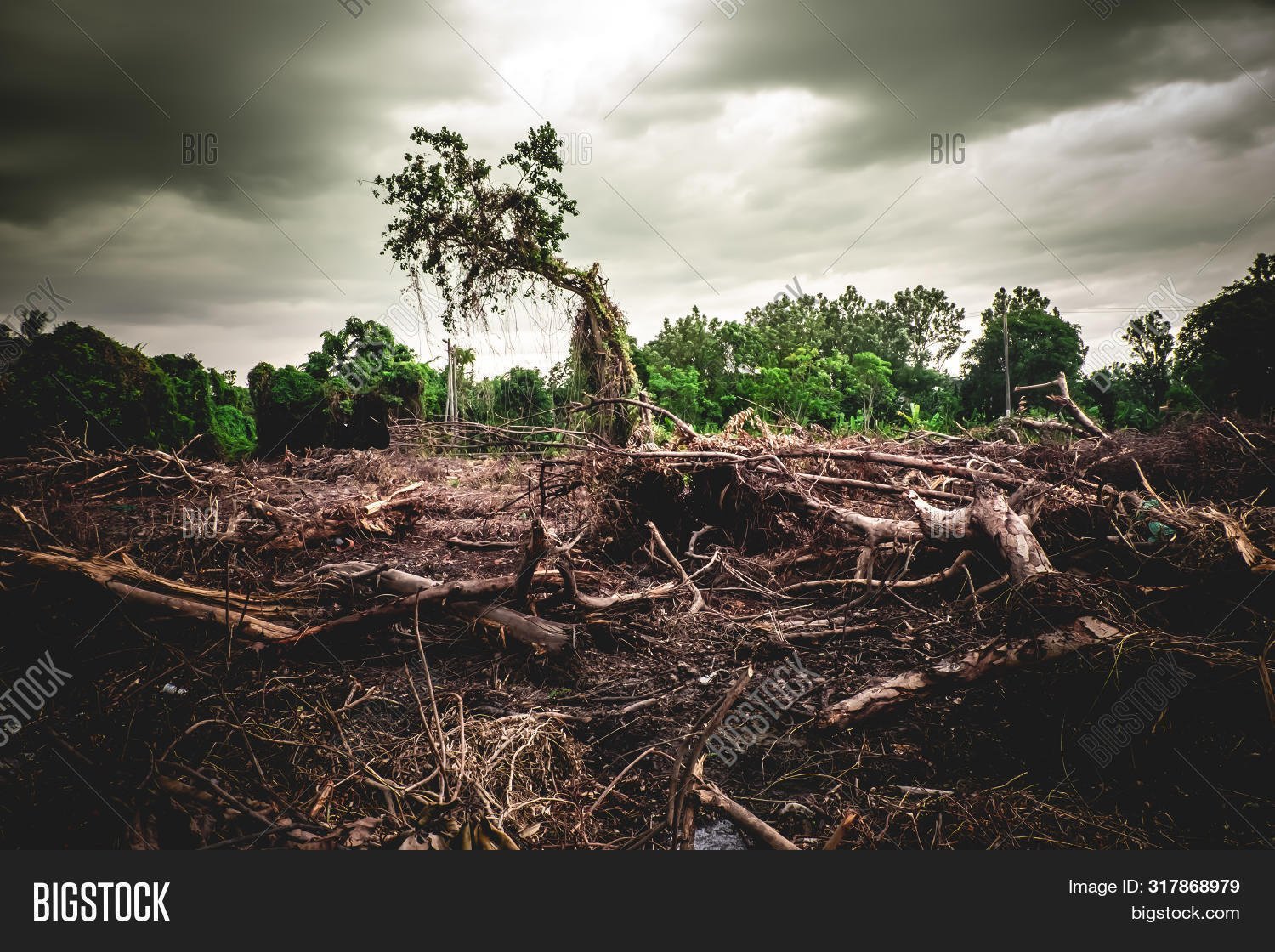 Вырубка леса экология картина