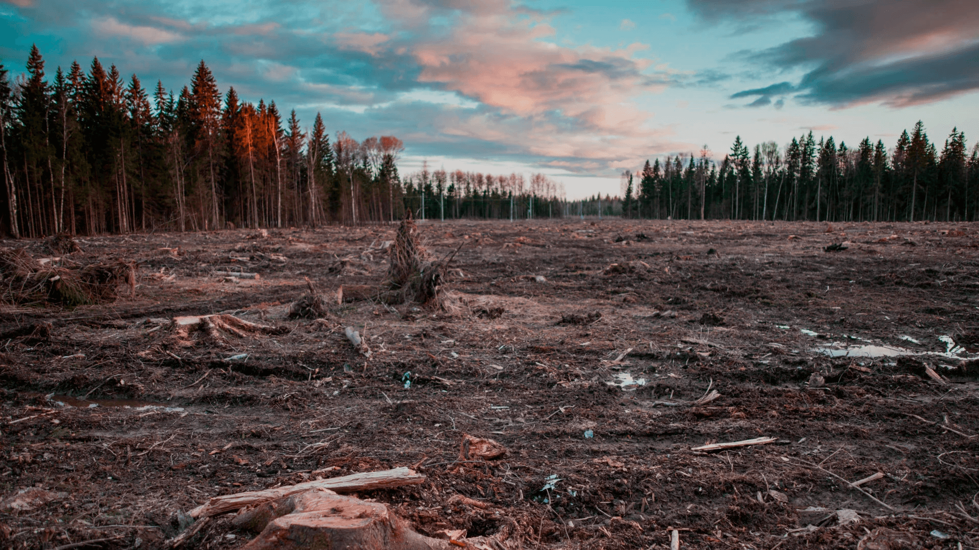 Болото проблем. Вырубка лесов на Дальнем востоке. Исчезновение лесов. Вырубленные леса. Экология вырубленный лес.
