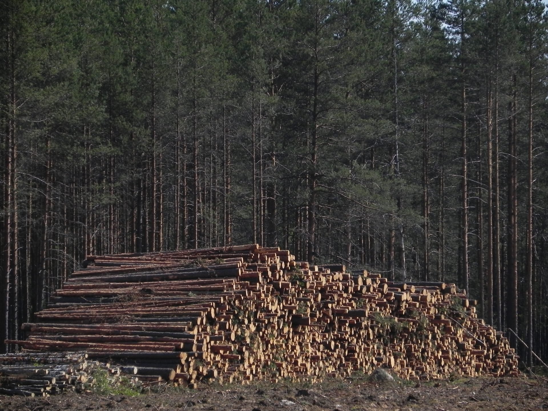 Тайга купить свердловской области. Вырубка лесов в Ленинградской области. Тайга Кемеровская вырубка леса. Вырубка леса в тайге. Вырубка лесов для строительства городов.