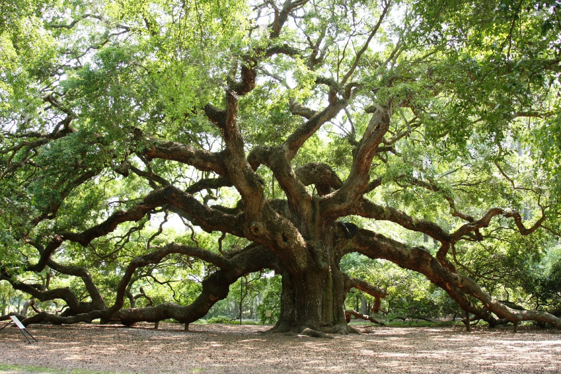 Красивое старое дерево. Дуб парк Фредвилл, Нонингтон, Великобритания. Иберийский дуб. Дуб ангела Чарльстон США. Темир Агач дерево.
