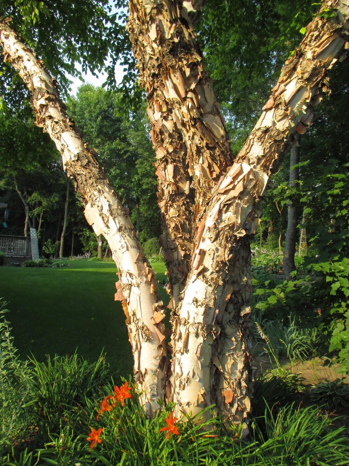 Темно березка. Береза Даурская (Betula dahurica). Береза Даурская черная. Береза черная Betula nigra. Береза Даурская ствол.