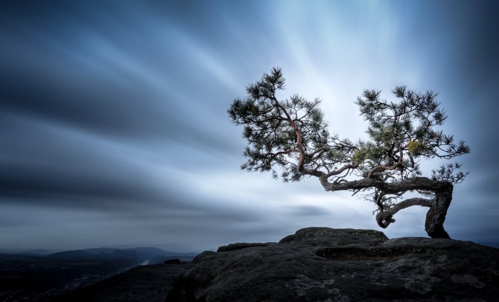 Одинокое дерево на скале