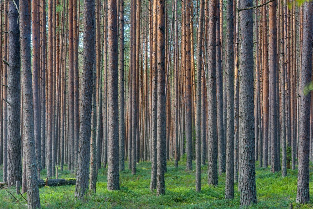 Сосновый лес Россия