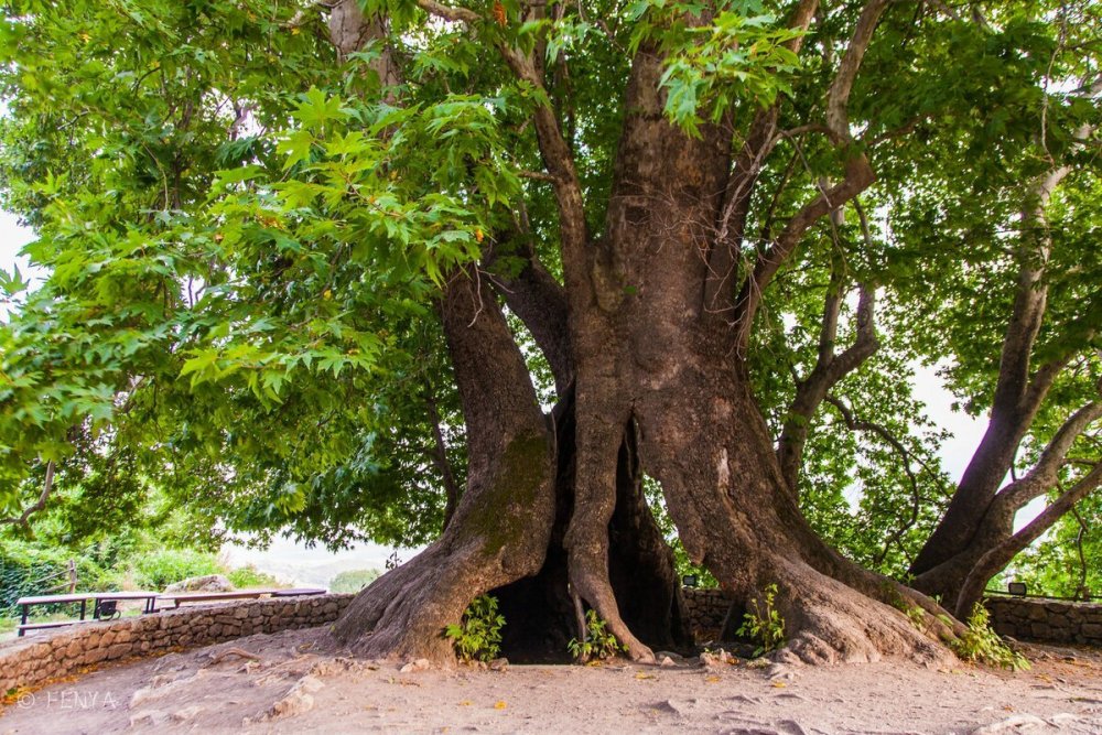 Platanus orientalis дерево