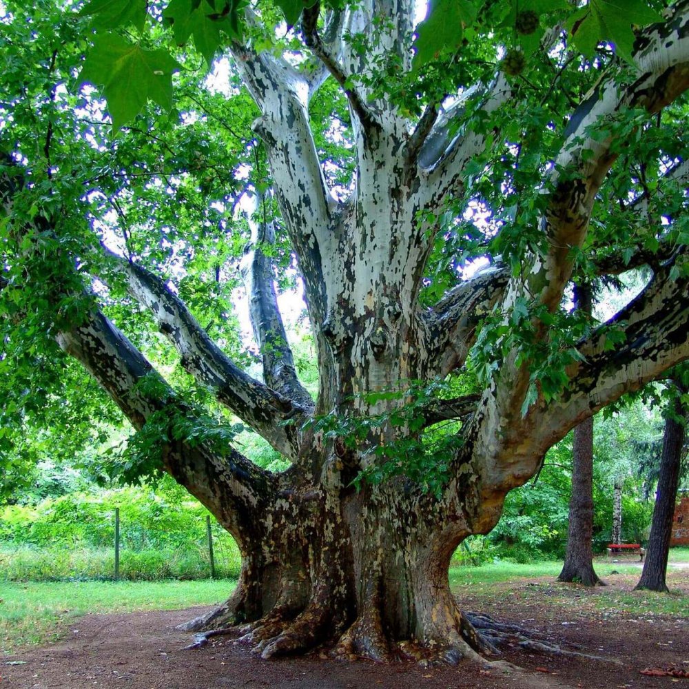 Платан Чинара дерево