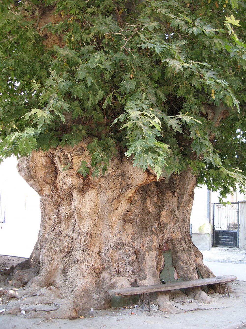 Платан дерево в Крыму