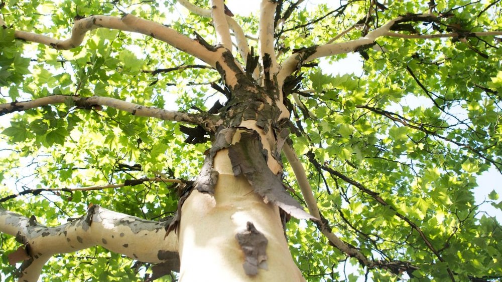 Baume дерево Швейцария