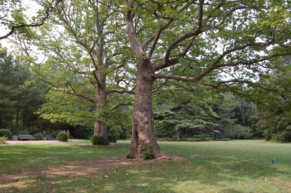 Дуб дерево