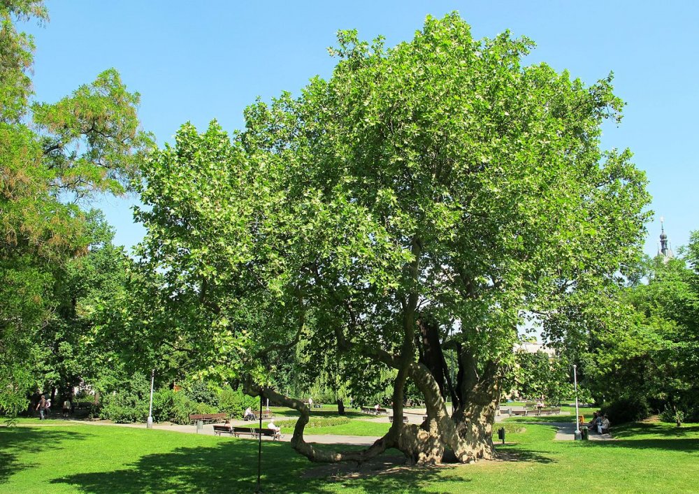 Тамаловое дерево