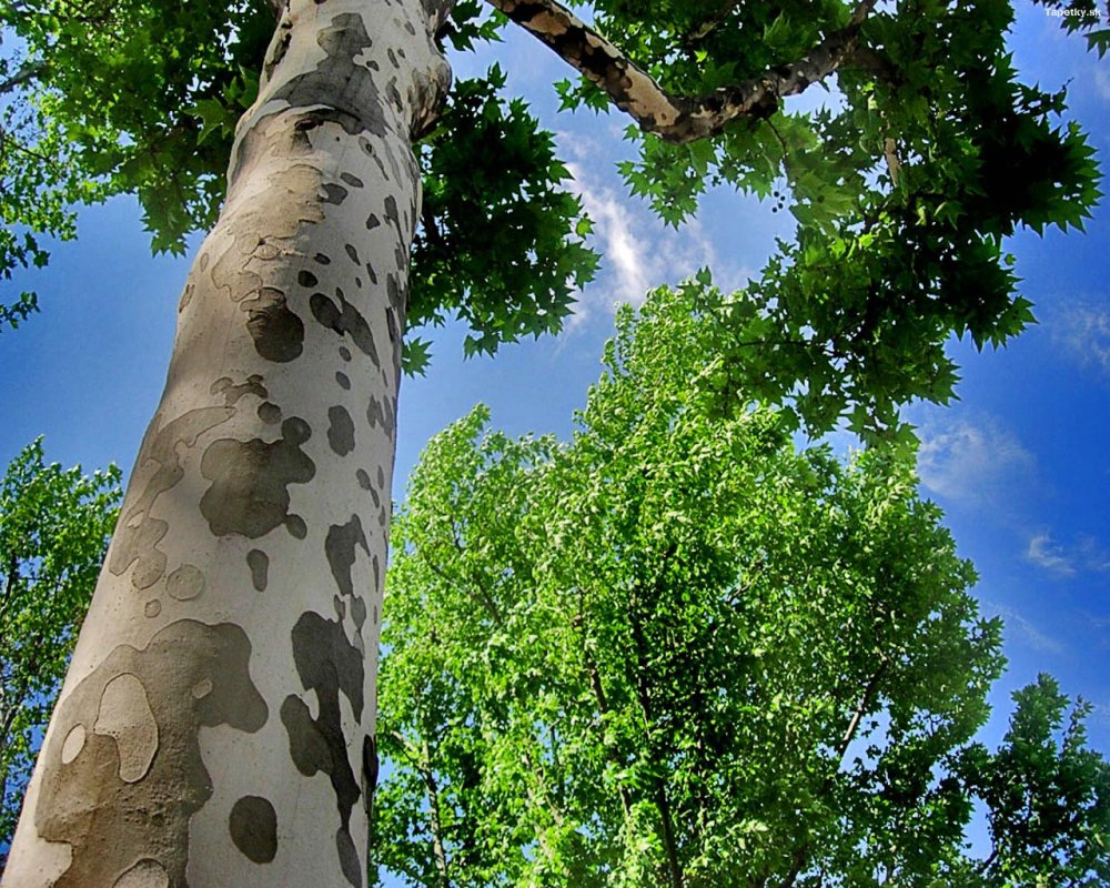 Дерево долгожитель Платан
