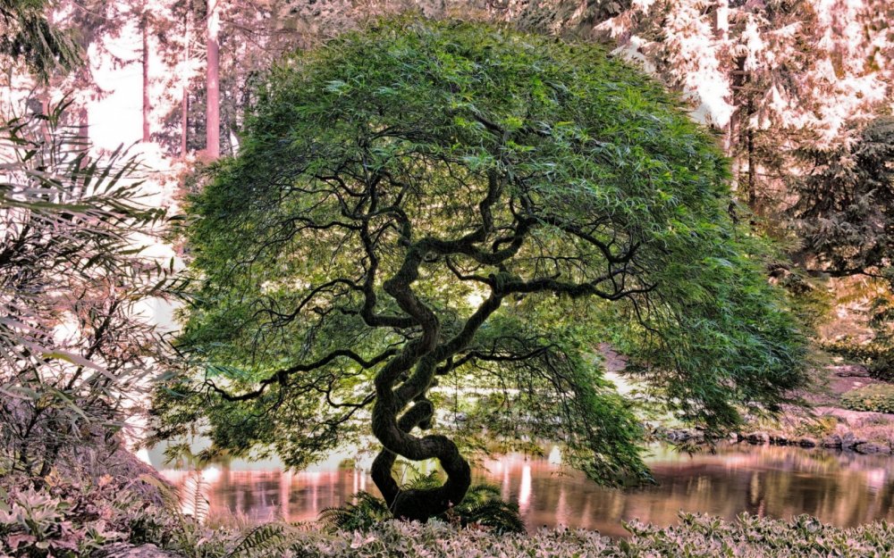 Телави дерево Платан Грузия