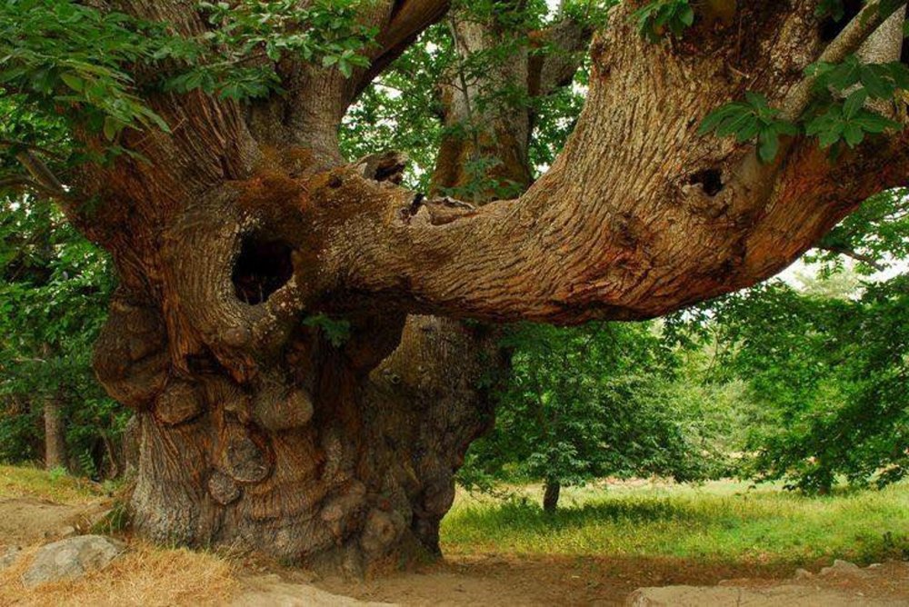 Дерево Къырым в Крыму