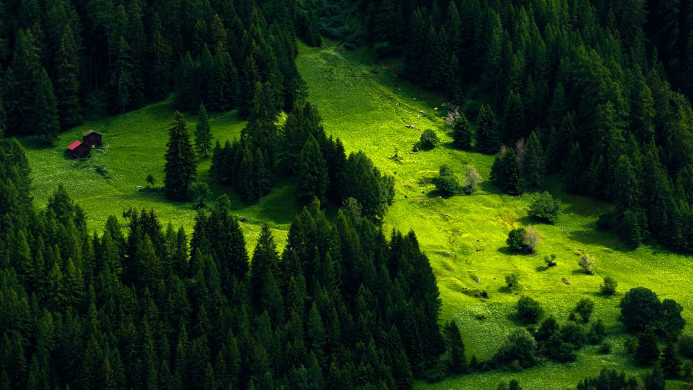 Лесные ресурсы Швейцарии